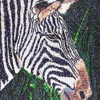 zebra-thumbnail